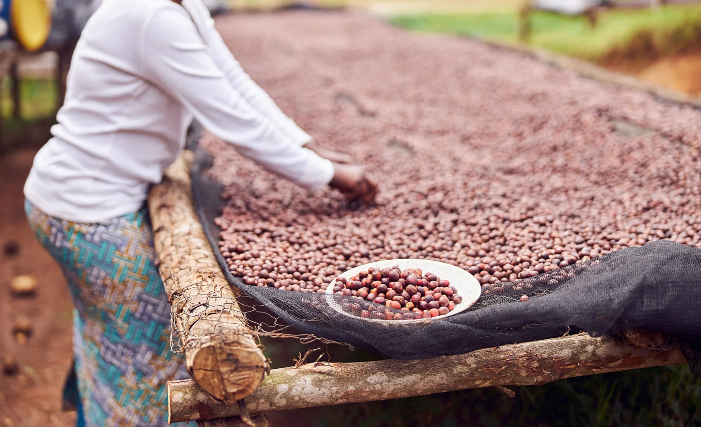 Hot Cocoa : Medium Roast