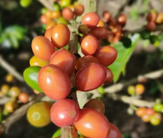 Anthony Bourdain : Light Roast (SP)