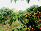 El Cortijo