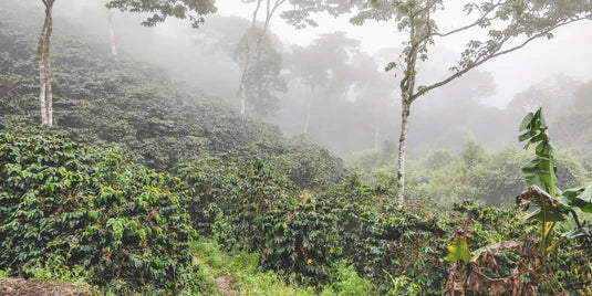 Finca La Bendición