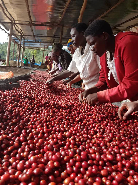 Mary's Finest: Medium-Light Roast