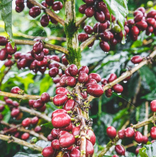 Finca La Bendición