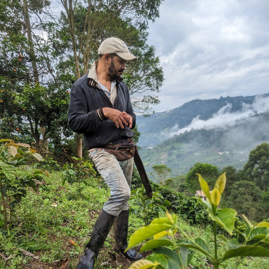 Finca Alcatraz Washed Caturra
