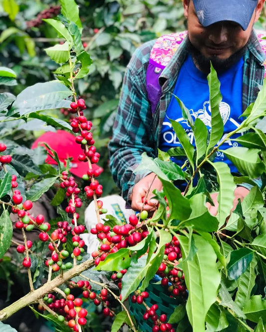 Finca Adolfo