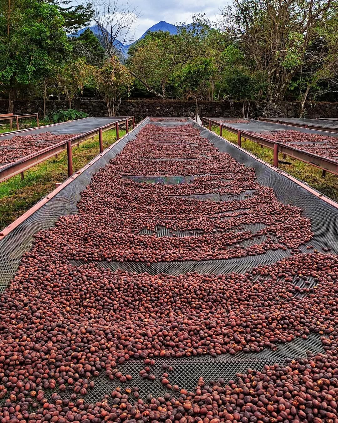 Carmen Estate Espresso